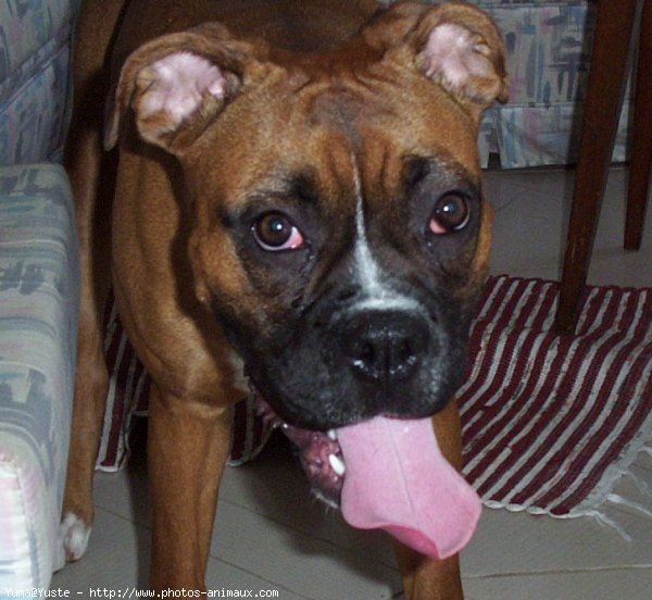 Photo de Boxer