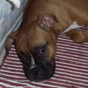 Photo de Boxer