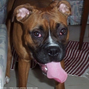 Photo de Boxer