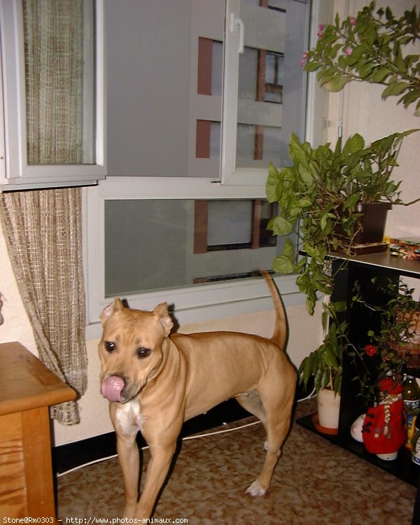 Photo d'American staffordshire terrier