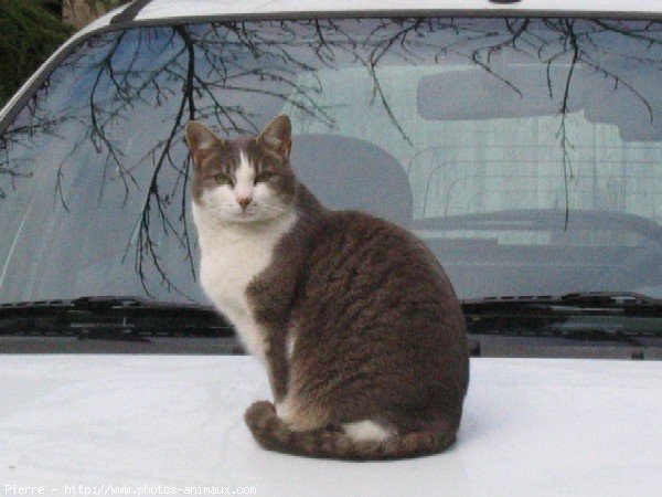 Photo de Chat domestique