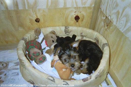 Photo de Yorkshire terrier