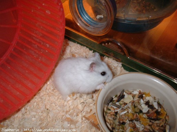 Photo de Hamster