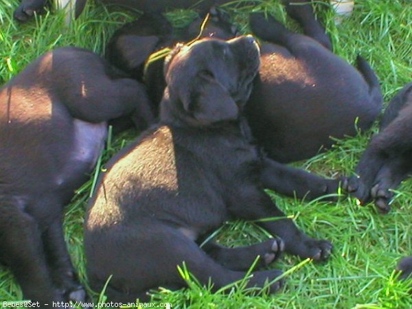 Photo de Labrador retriever