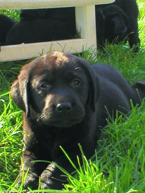 Photo de Labrador retriever