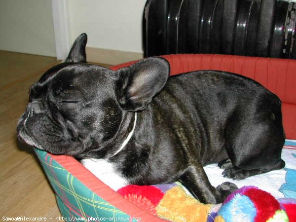 Photo de Bouledogue franais