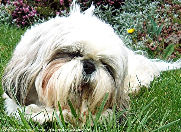 Photo de Shih tzu