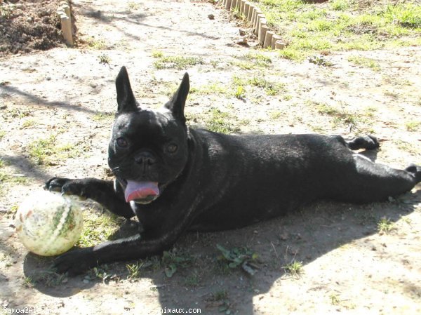 Photo de Bouledogue franais