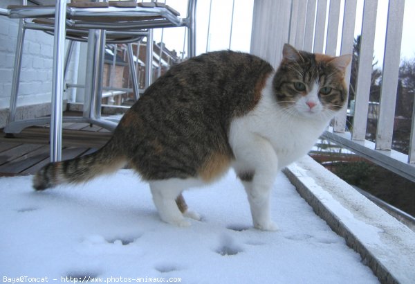 Photo de Chat domestique