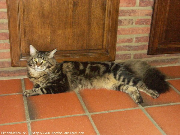 Photo de Maine coon