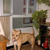 Photo d'American staffordshire terrier