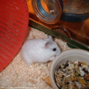 Photo de Hamster