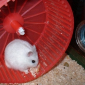 Photo de Hamster