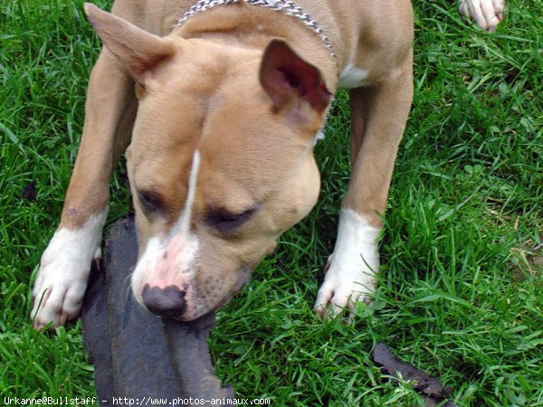 Photo d'American staffordshire terrier