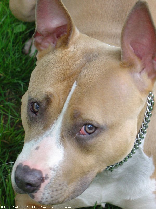 Photo d'American staffordshire terrier