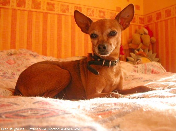 Photo de Pinscher nain