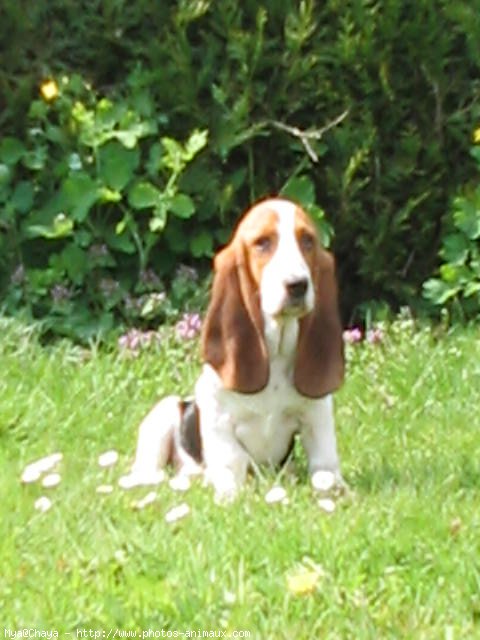 Photo de Basset hound