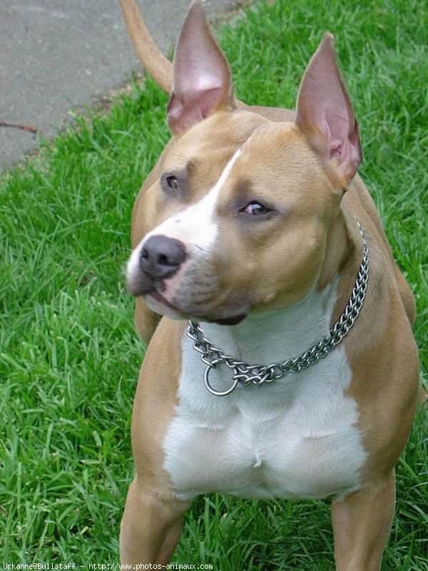 Photo d'American staffordshire terrier