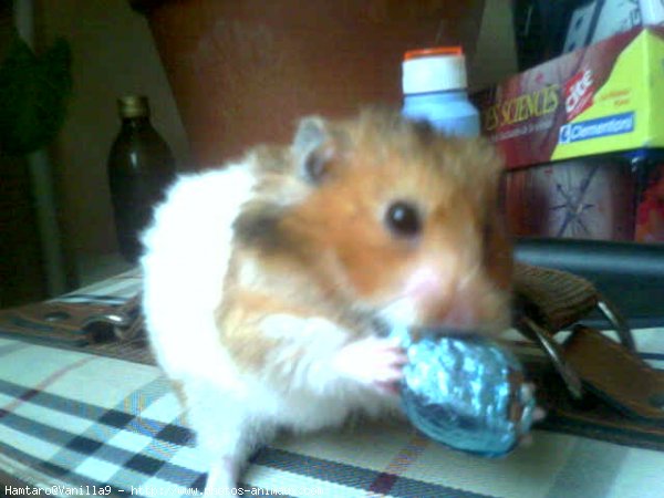 Photo de Hamster