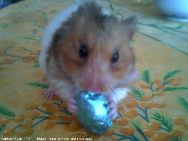 Photo de Hamster