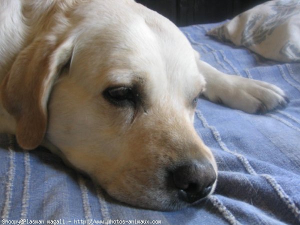 Photo de Labrador retriever