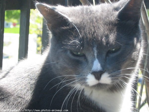 Photo de Chat domestique