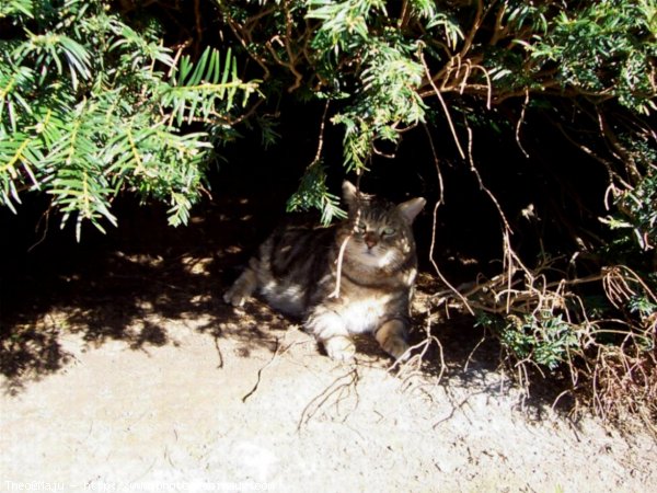 Photo de Chat domestique