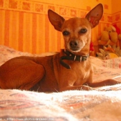 Photo de Pinscher nain