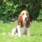 Photo de Basset hound