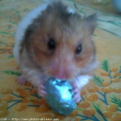 Photo de Hamster