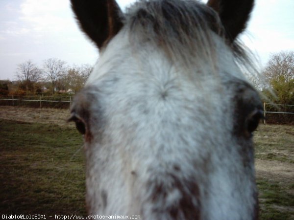 Photo d'Appaloosa