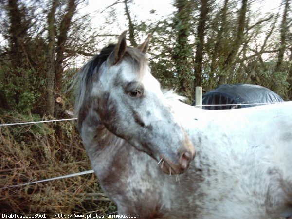 Photo d'Appaloosa