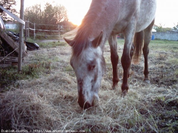 Photo d'Appaloosa