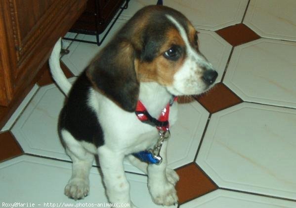 Photo de Beagle