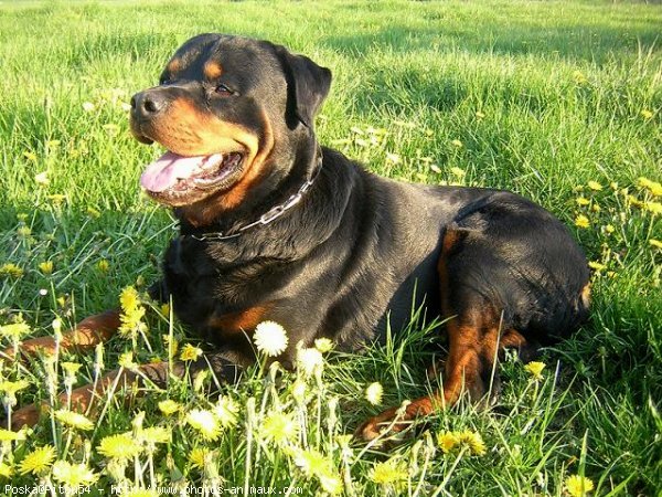 Photo de Rottweiler