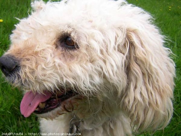 Photo de Caniche moyen