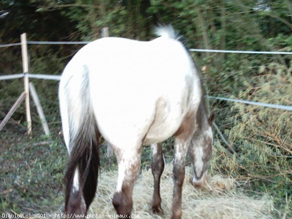 Photo d'Appaloosa