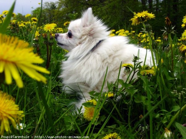 Photo de Spitz moyen