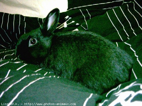 Photo de Lapin