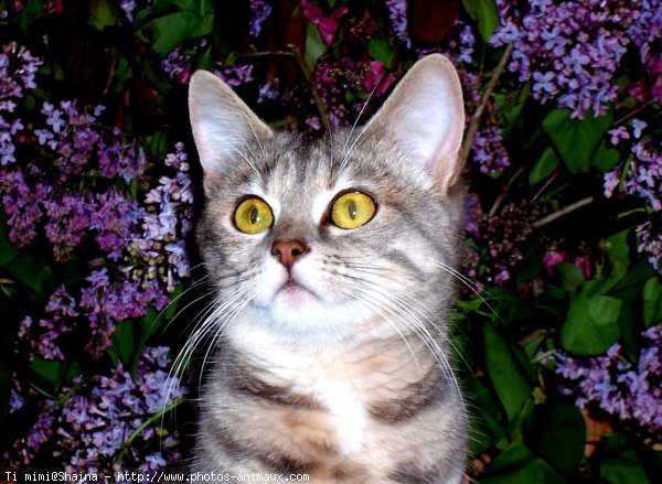 Photo de Chat domestique