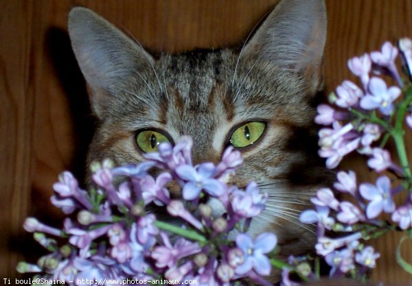 Photo de Chat domestique