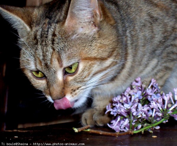 Photo de Chat domestique