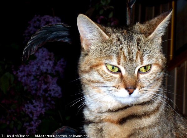 Photo de Chat domestique