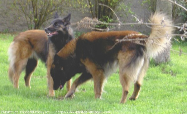 Photo de Berger belge malinois