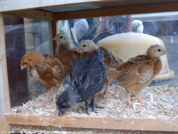 Photo de Poule