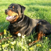 Photo de Rottweiler