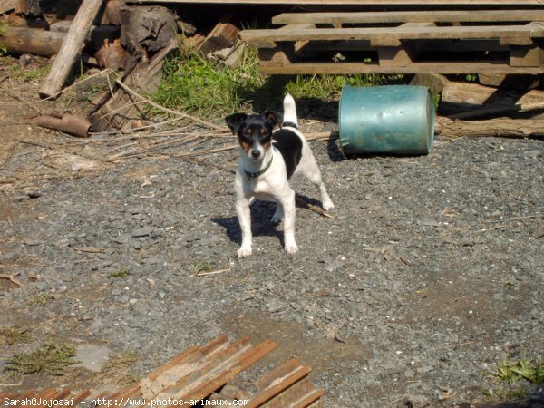 Photo de Jack russell terrier