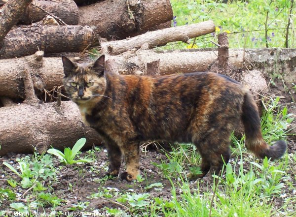 Photo de Chat domestique