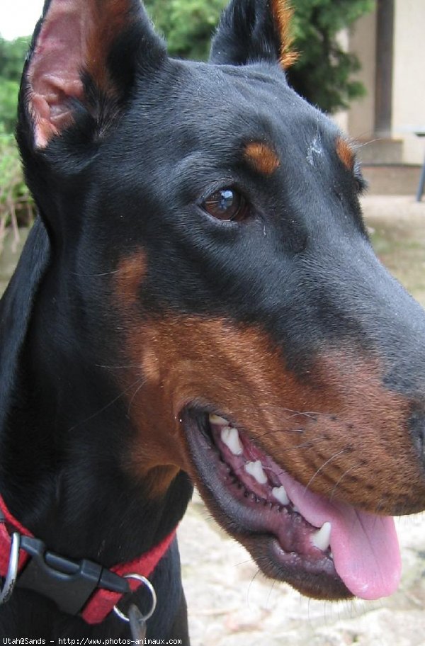 Photo de Dobermann