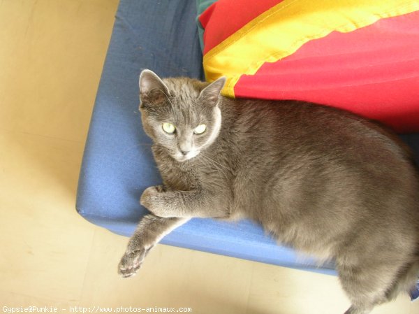 Photo de Chartreux